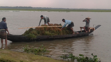 Havoc On Paddy