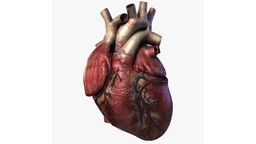 heart.jpg