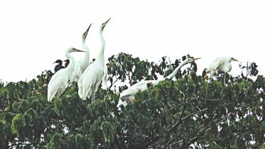 herons.jpg