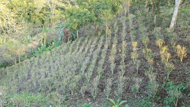 hills project.jpg