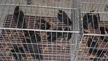 Hilly Mynas.jpg