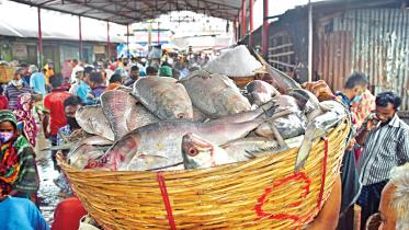 Hilsa-production-rise.jpg