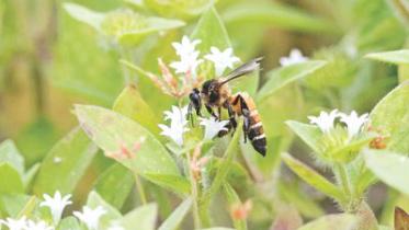 Honeybees.jpg