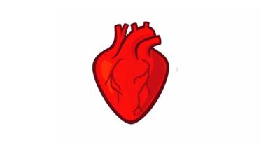 human-heart.jpg