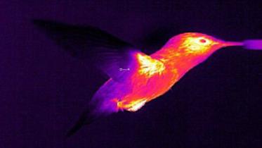 Hummingbird.JPG