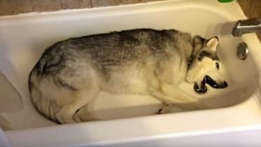 husky.jpg