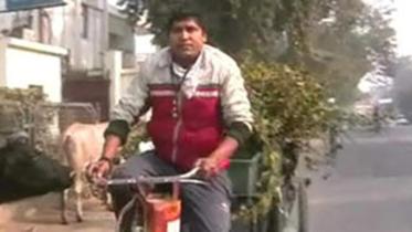 India-Boxer--2WB.jpg