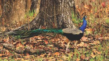 indian-peafowl.jpg