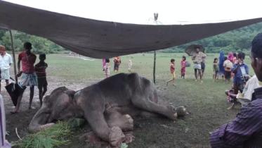 injured elephant.jpg