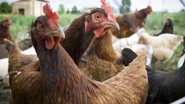 Inquistive_hens.jpg