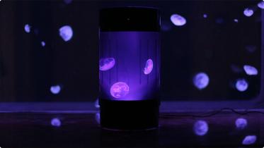 jelly-fish-1-wb.jpg