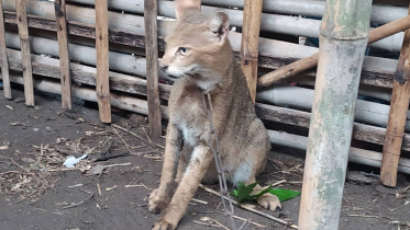 Jungle cat.jpg