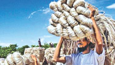 Jute.jpg