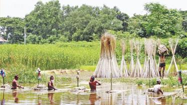 jute_1.jpg