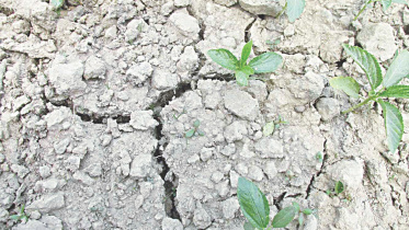 Jute saplings.jpg