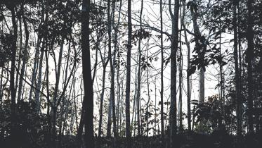 Kalenga.jpg