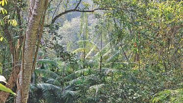 Kalenga forest.jpg