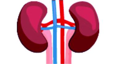 Kidney.jpg