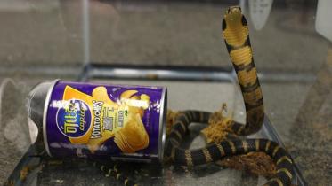 king cobra.JPG
