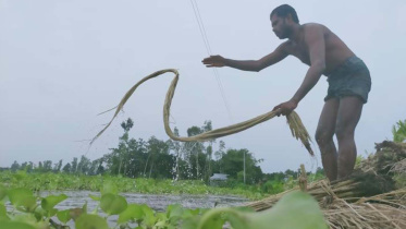 Kurigram_jute-final.jpg