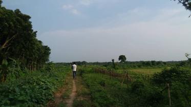 Kushtia--A.jpg