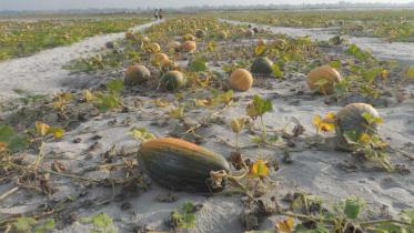 Lalmonirhat
