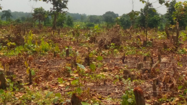 Land grabbers.jpg