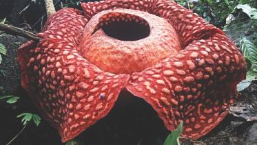 The largest flower of the World