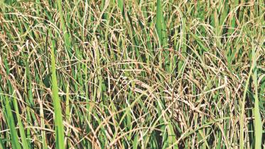 leaf-blight.jpg