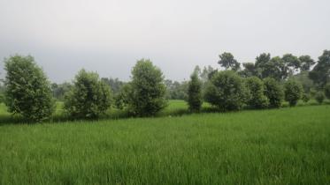 leaf farming 1.jpg