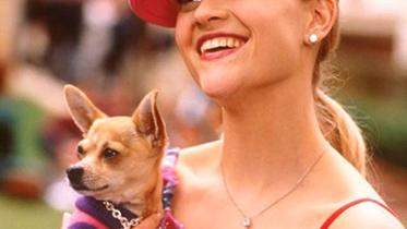 legally-blonde-dog-web.jpg