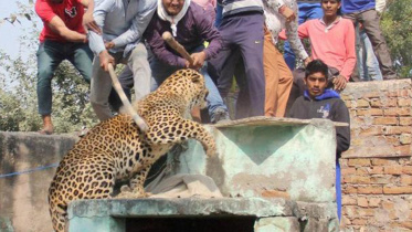Leopard