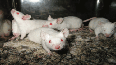 Lightmatter_lab_mice.gif