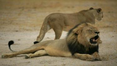 lion.jpg