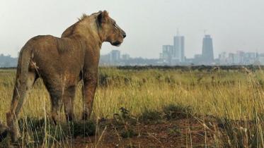 lion new.jpg