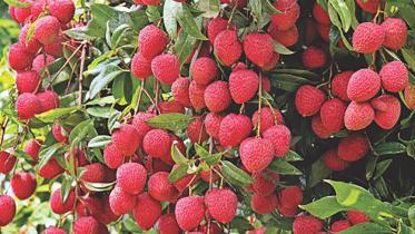 litchi-new.jpg