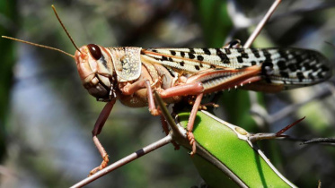 locust.JPG
