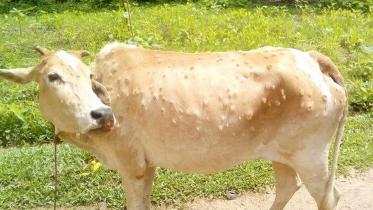 LSD-VIRUS-IN-MOULVIBAZAR.jpg