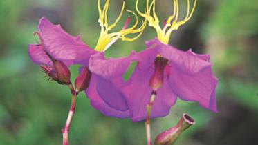 Lutki flower.jpg