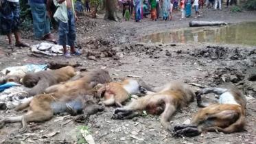 Madaripur monkeys