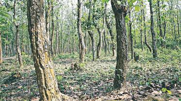 madhupur.jpg
