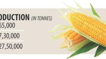 Maize.jpg