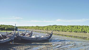 mangrove.jpg
