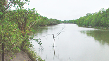 Mangroves.jpg