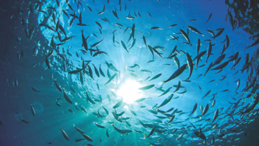 marine life.jpg