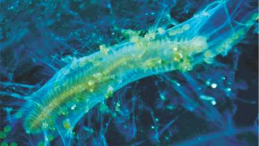 Marine organisms