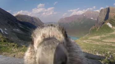 marmot.JPG