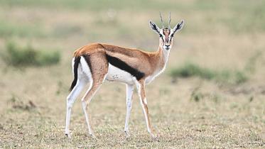 masaimara.jpg