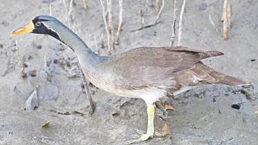 masked finfoot.jpg