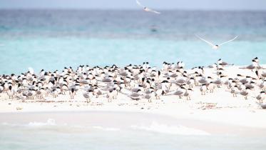 Michaelmas Cay.jpg